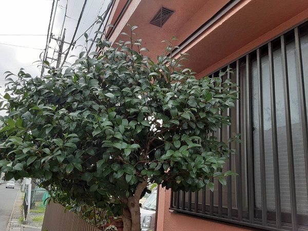 埼玉県さいたま市岩槻区　K様邸　屋根塗装・外壁塗装　足場設置前に植木の伐採を行いました (3)